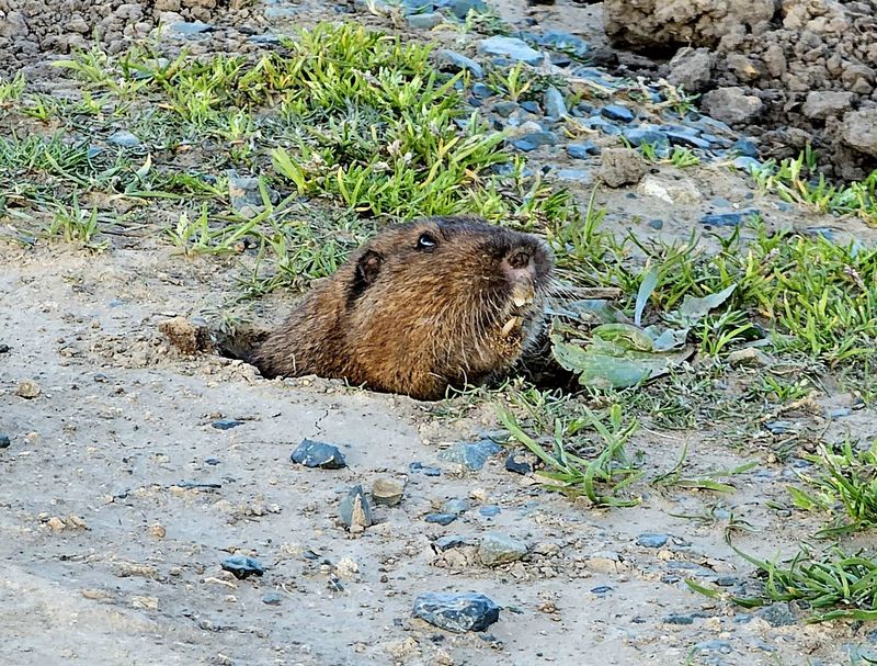 Try Natural Deterrents First