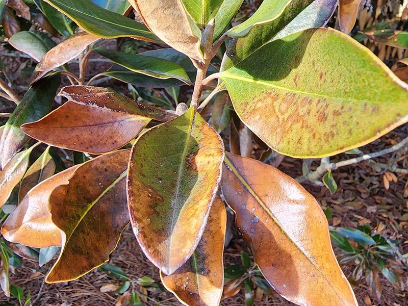 Inspect Plants For Winter Damage