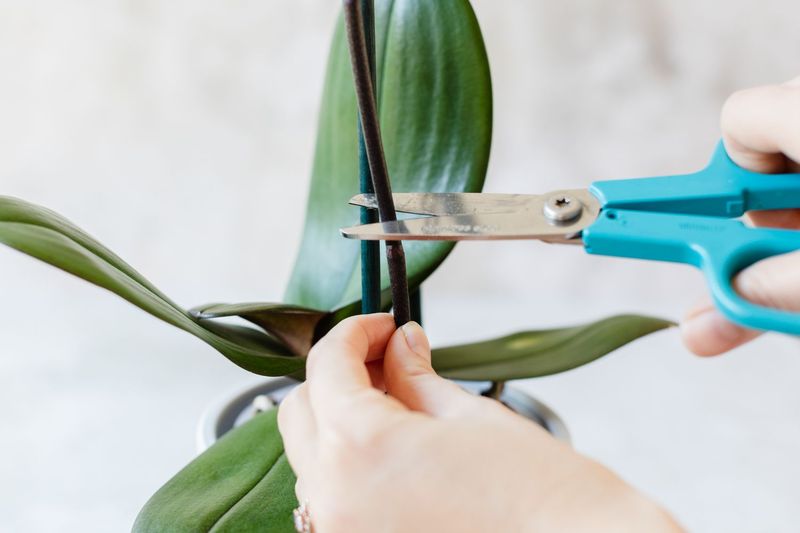 Cut Back Old Flower Spikes For Phalaenopsis
