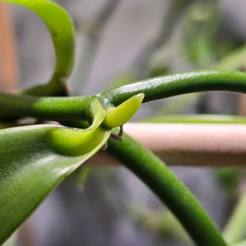 How Pruning Encourages New Blooms