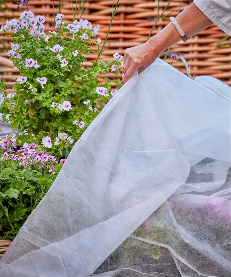 Protecting From Cold Extends The Blooming Season