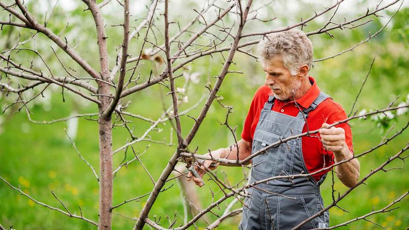 Over Pruning Weakens Trees And Shrinks Harvests