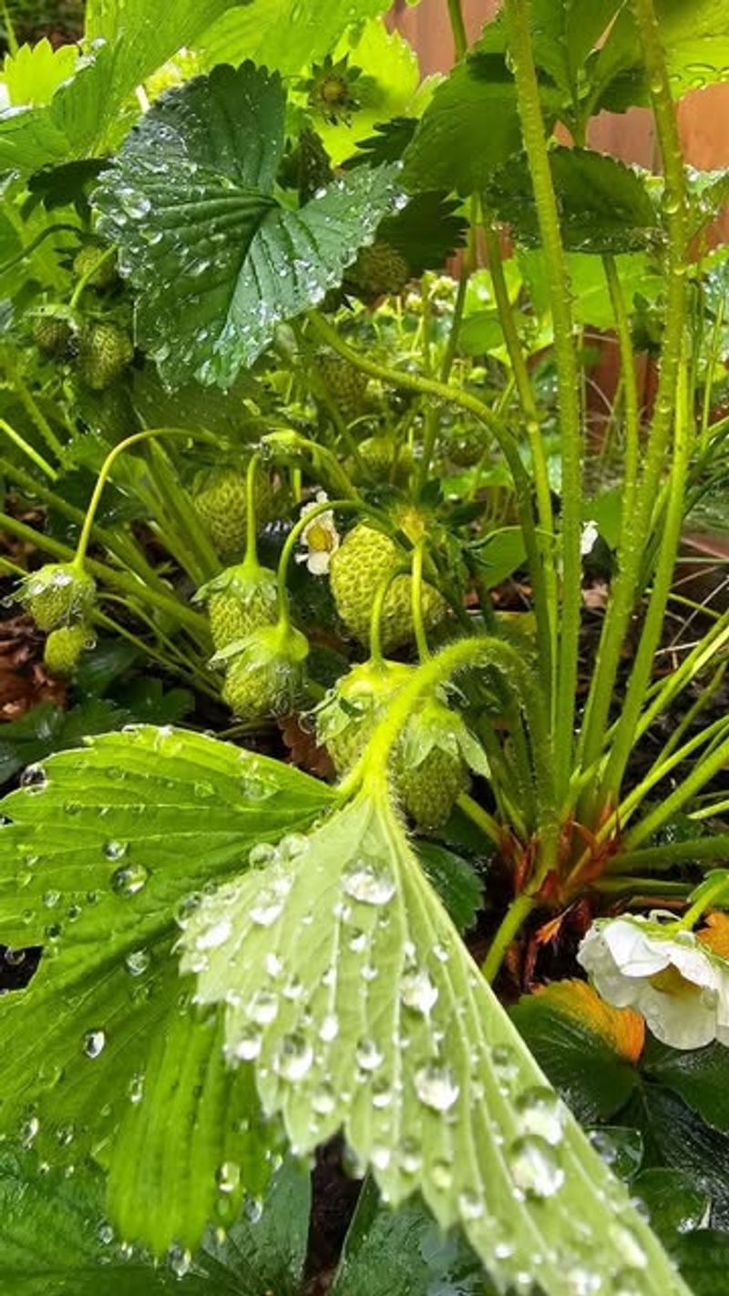 Choose The Right Garden Location For Long-Term Success