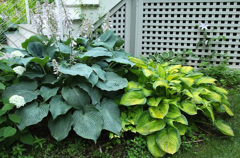 Mix Light And Dark Foliage