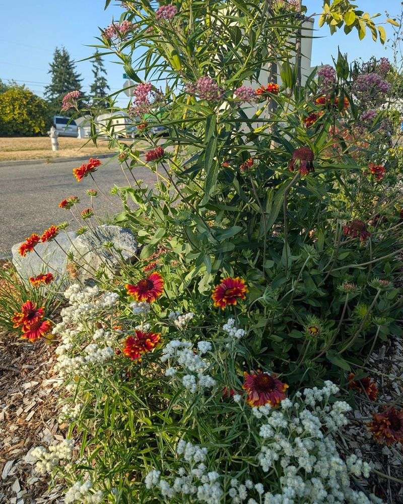 Combine Native And Adapted Plants For Strong Performance
