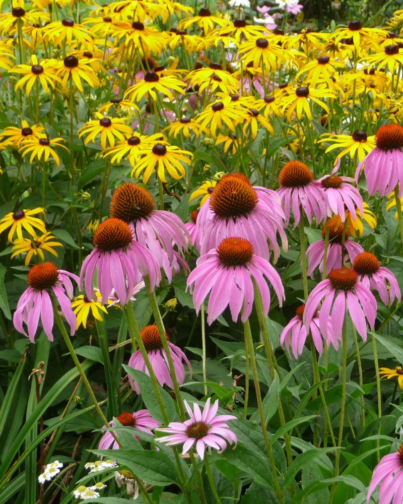 Choose Native And Climate Adapted Plants