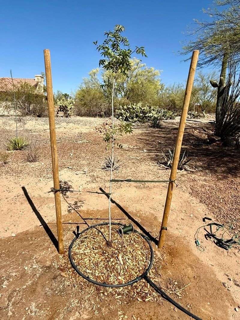 Using Mulch The Right Way To Protect Soil From Extreme Heat