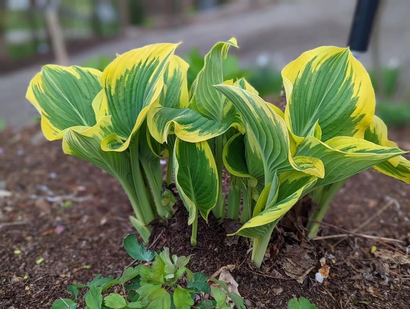 Water Well And Add Mulch To Help Plants Settle