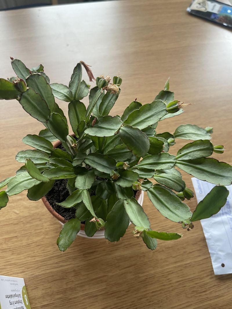 Provide A Short Rest Period After Bloom