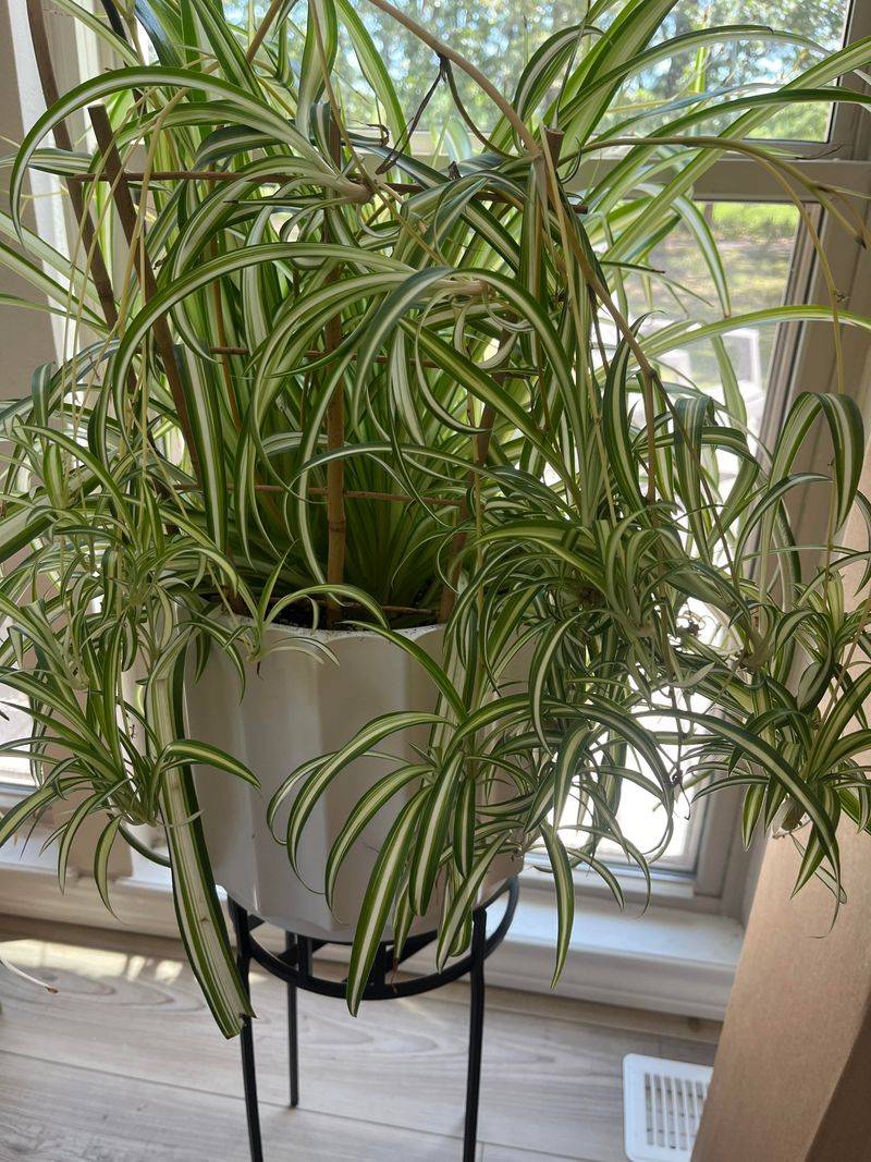 Use Babies To Thicken The Pot