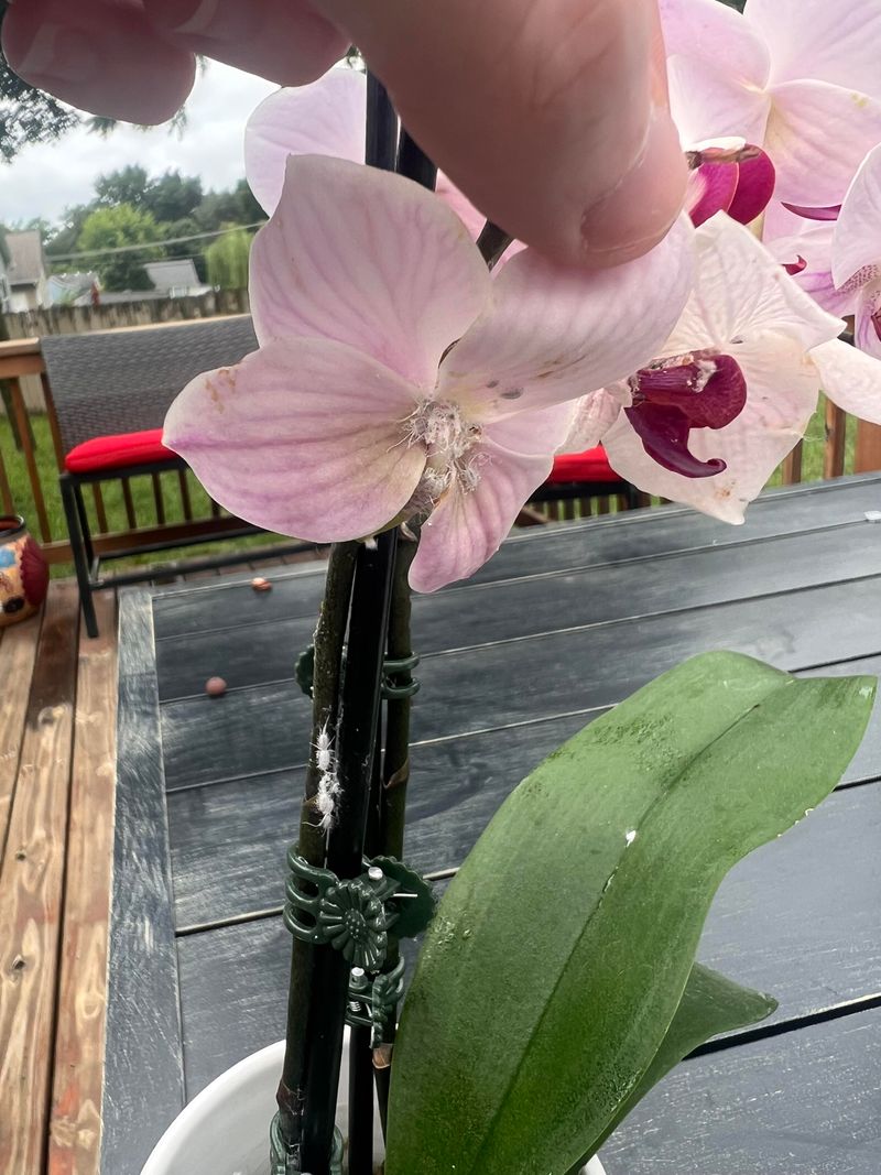 Pests Wake Up Before You Notice