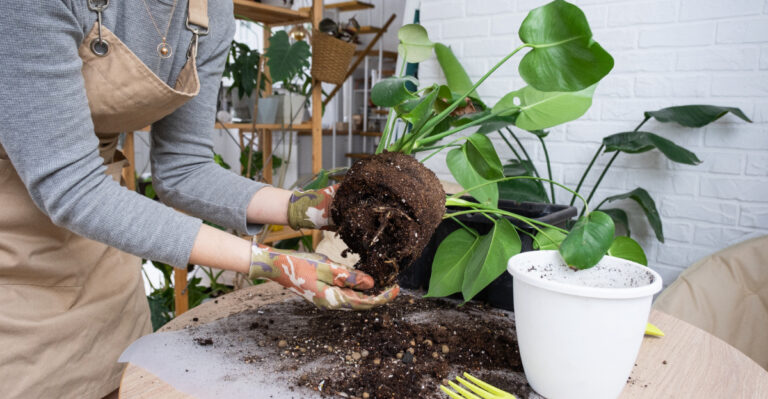 Repotting Houseplants In Michigan Before Spring Growth Begins