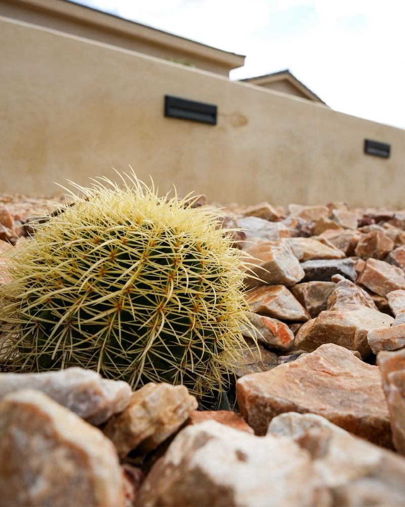 Provides Year Round Structure And Bold Form