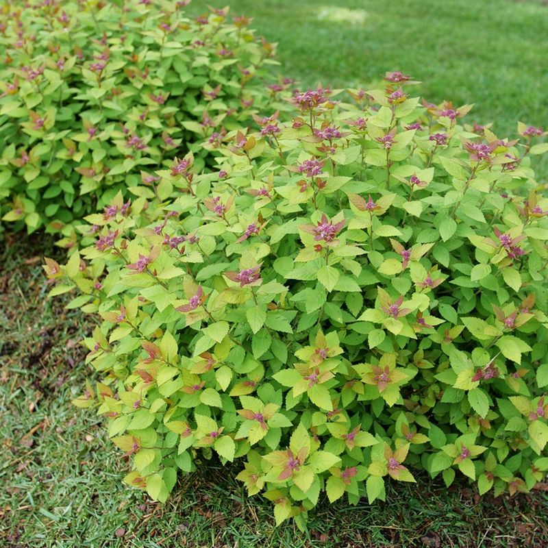 Offers Attractive Foliage Even When Not Blooming