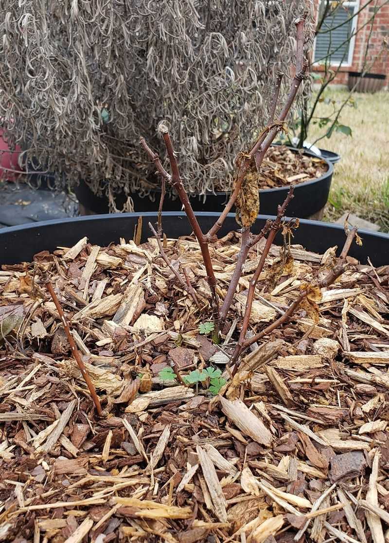 Roses Faced Cane Dieback And Crown Damage