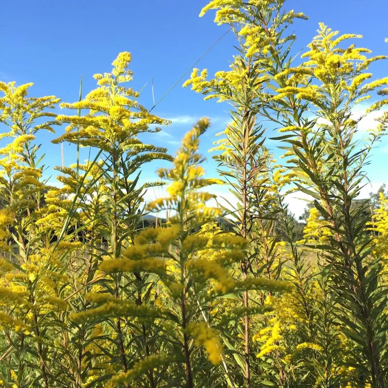 Fence-Line Planting Creates A Reliable Bee Feeding Corridor