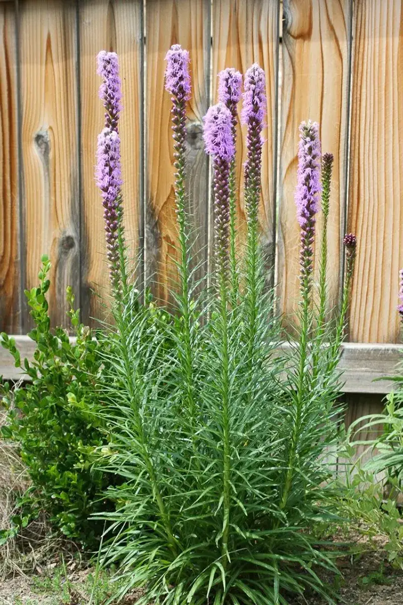 Why Planting Along A Fence Creates A Better Bee Habitat?