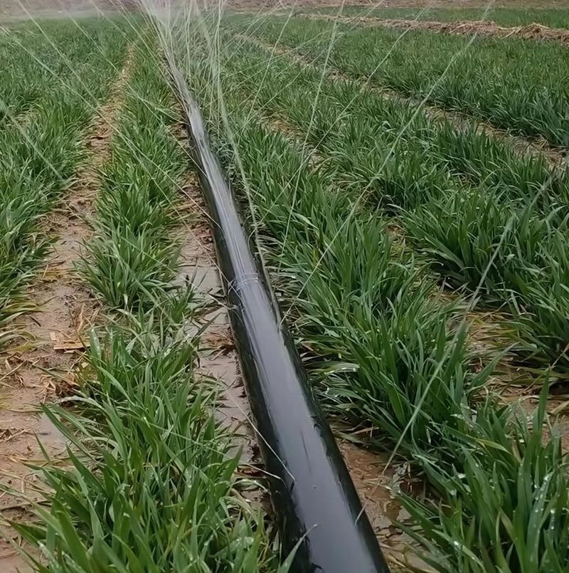 Year-Round Irrigation That Softens The Ground