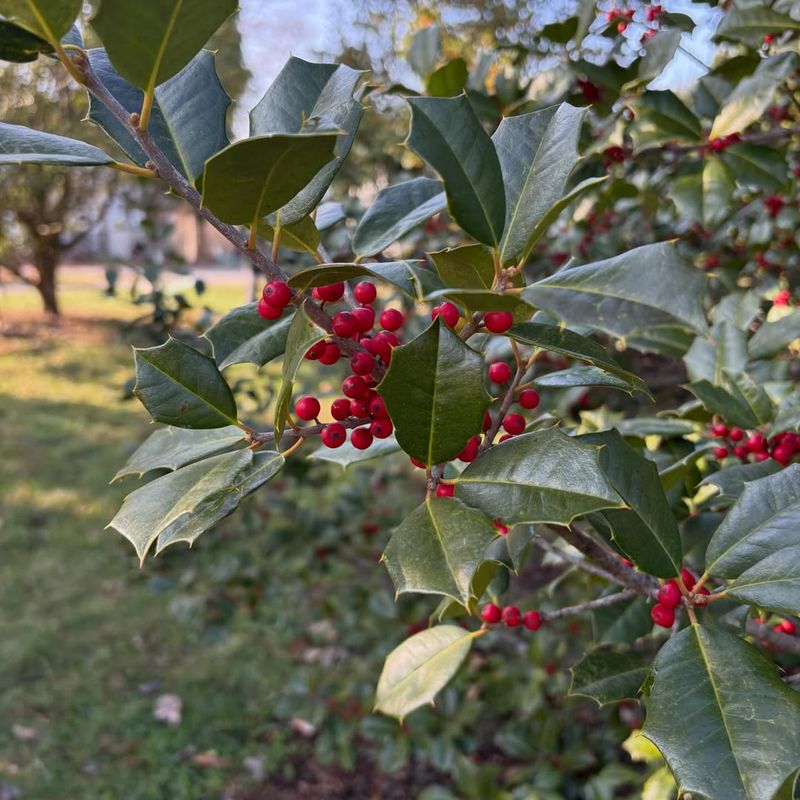 American Holly (Ilex opaca)