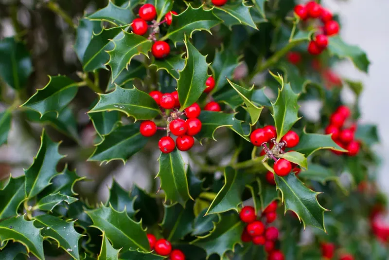 American Holly (Ilex opaca)