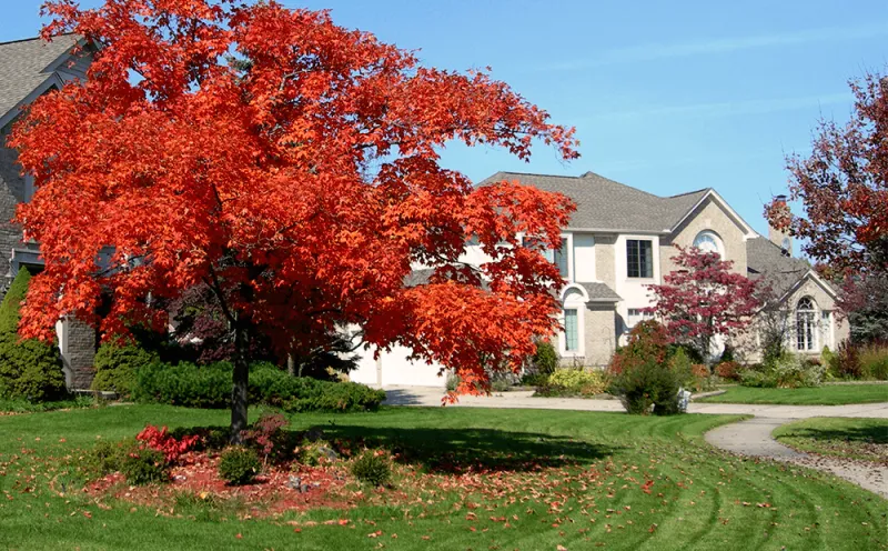 Red Maple Fills In With Dense Fast Growth