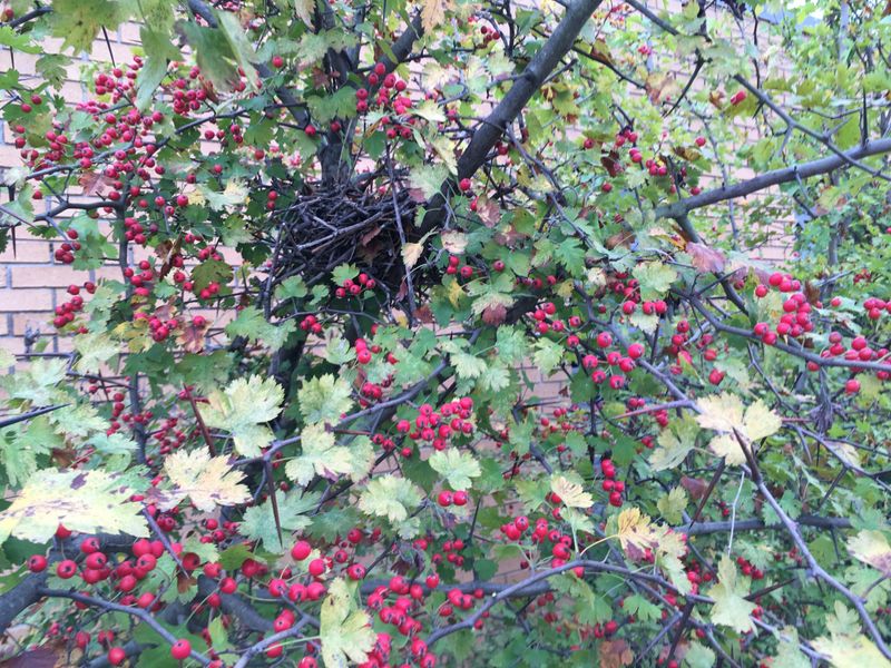 Hawthorn Trees Provide Berries And Protective Nesting Sites