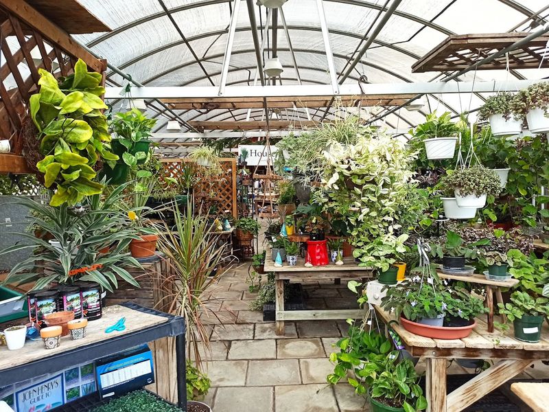 Ross Plants & Flowers