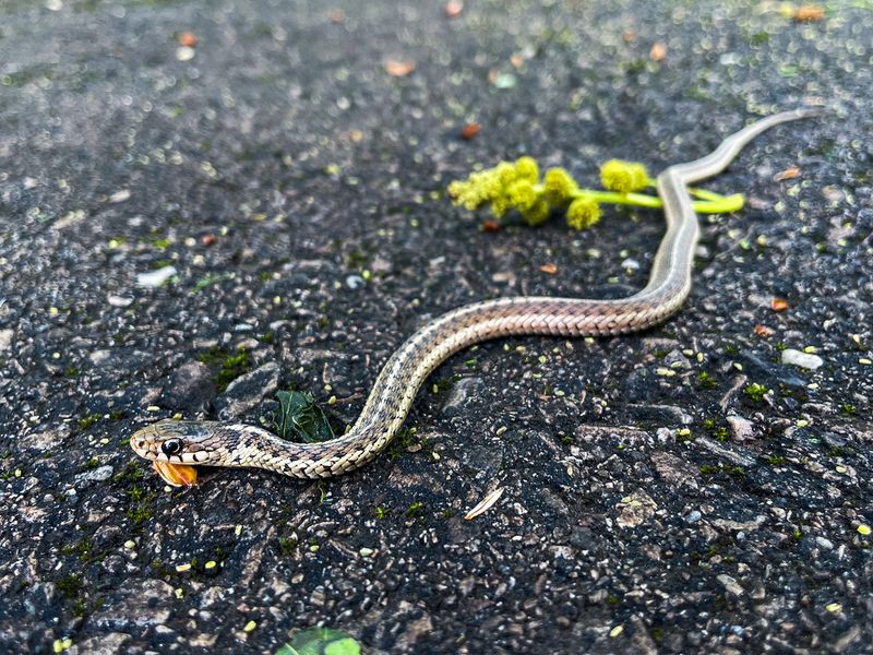 Urban Areas Can Warm Faster Than Rural Areas