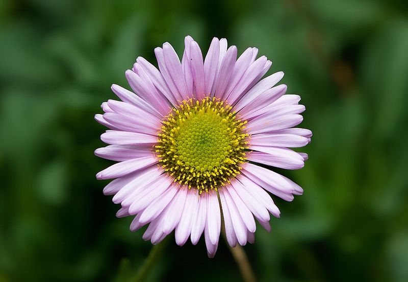 Seaside Daisy (Erigeron glaucus)
