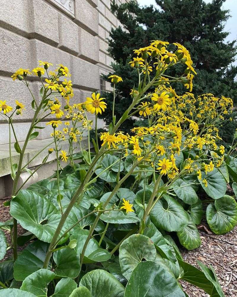 Leopard plant (Farfugium japonicum)
