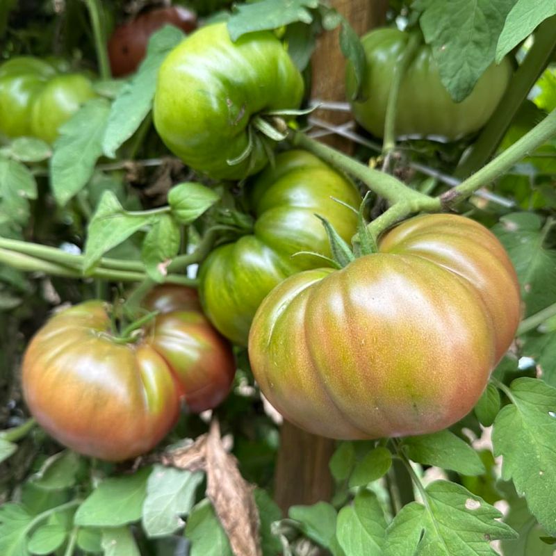 Cherokee Purple Rewards Gardeners Who Plant Early