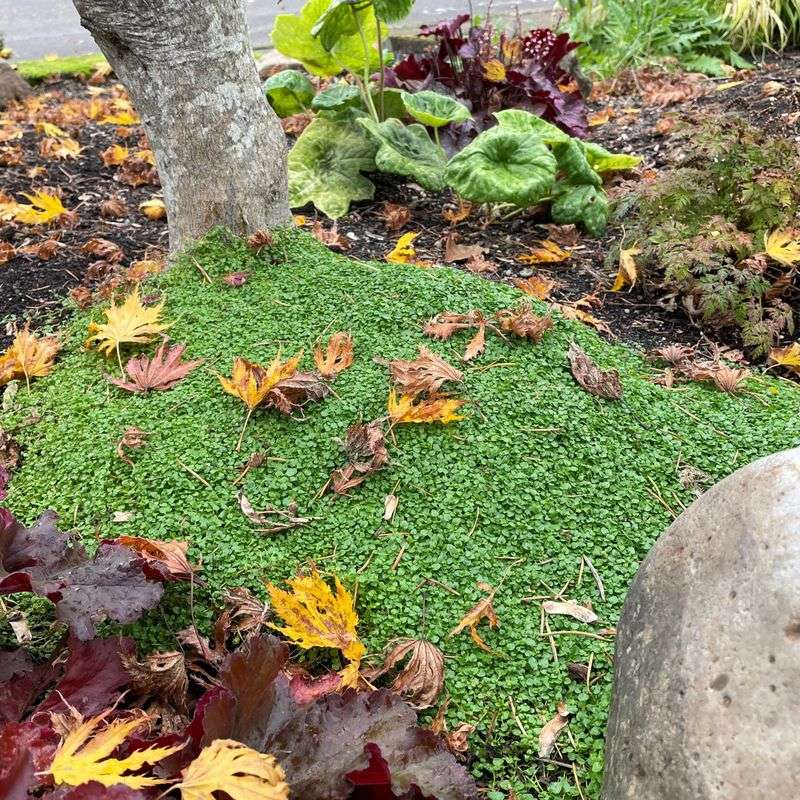 Corsican Mint (Mentha requienii)