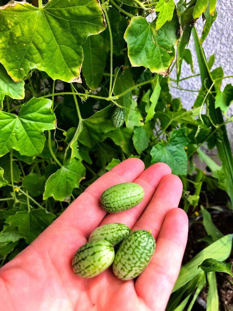 Cucamelons Offer A Heat-Tolerant Vine Crop