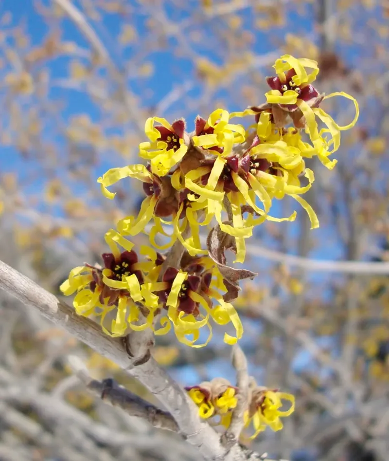 Early Flowering In Some Species