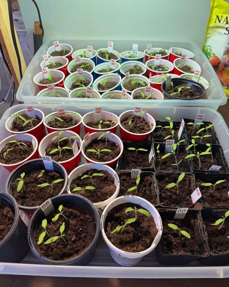 Transplant Seedlings When The Moon Is Increasing In Light