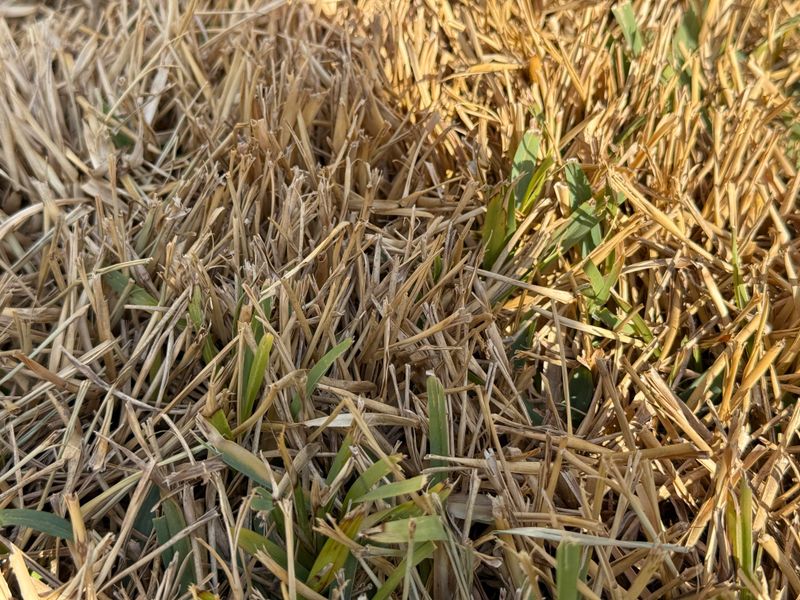 Cold Hits Warm Season Lawns Hardest