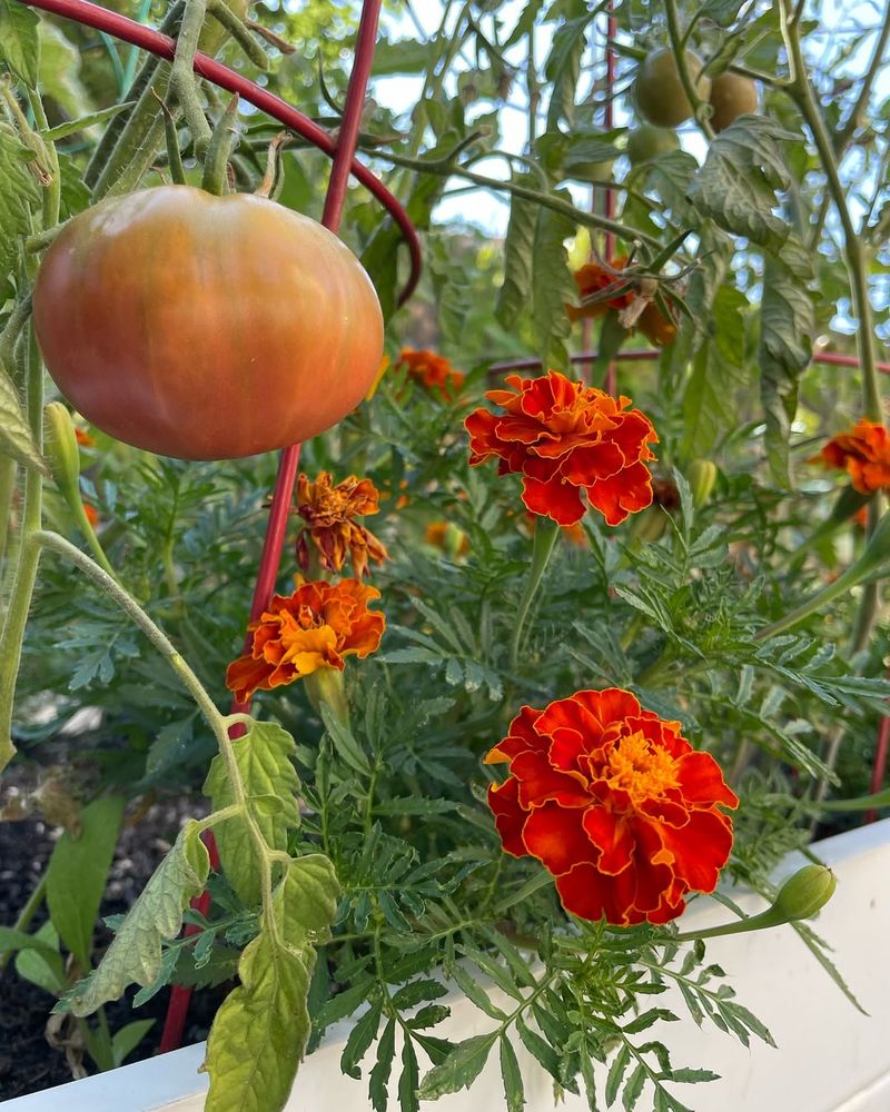 Low-Growing Cover Helps Retain Moisture With Marigolds