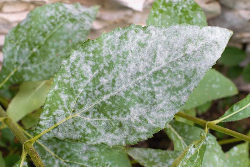 Powdery Mildew On Leaves