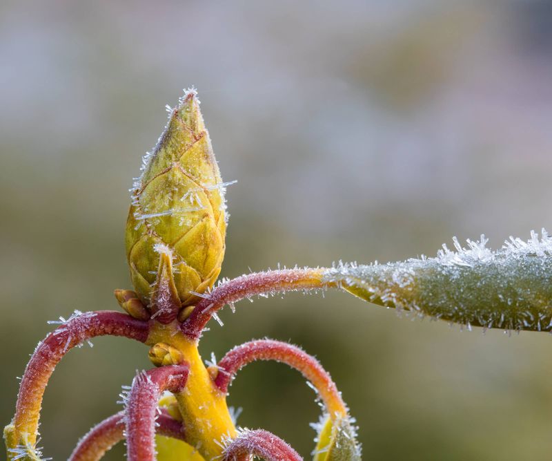 Late Frost Damaging Tender Buds
