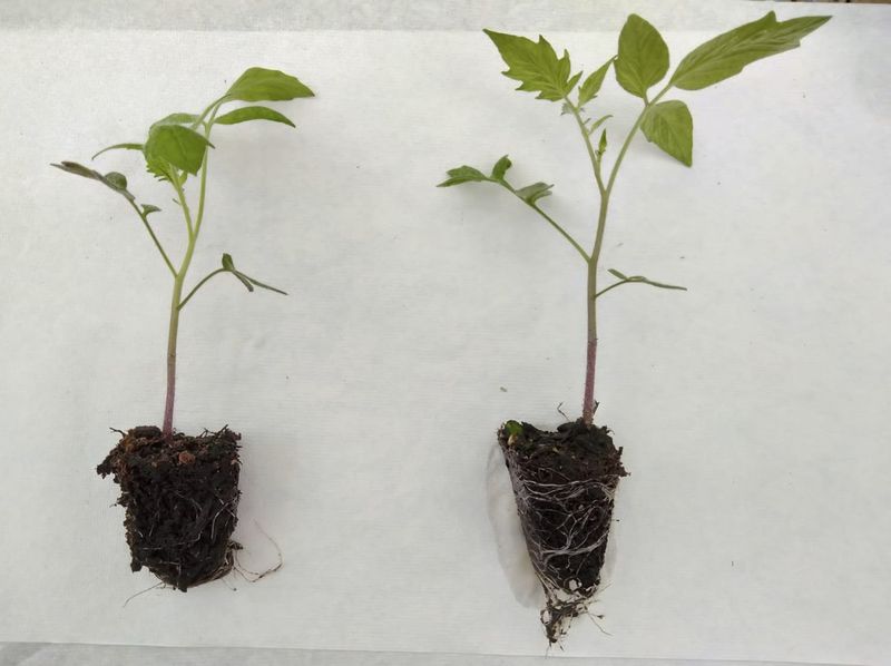 Nutrient Supply Becomes Limited - Begin Light Fertilization