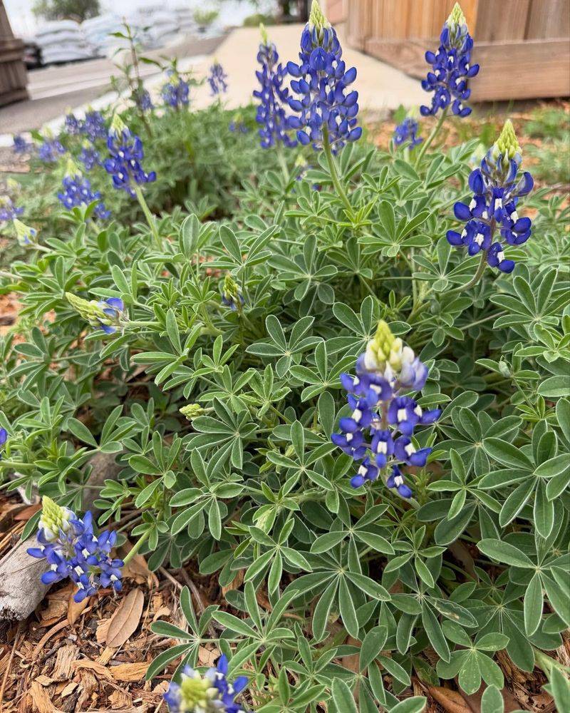 Pest Populations Decrease Significantly