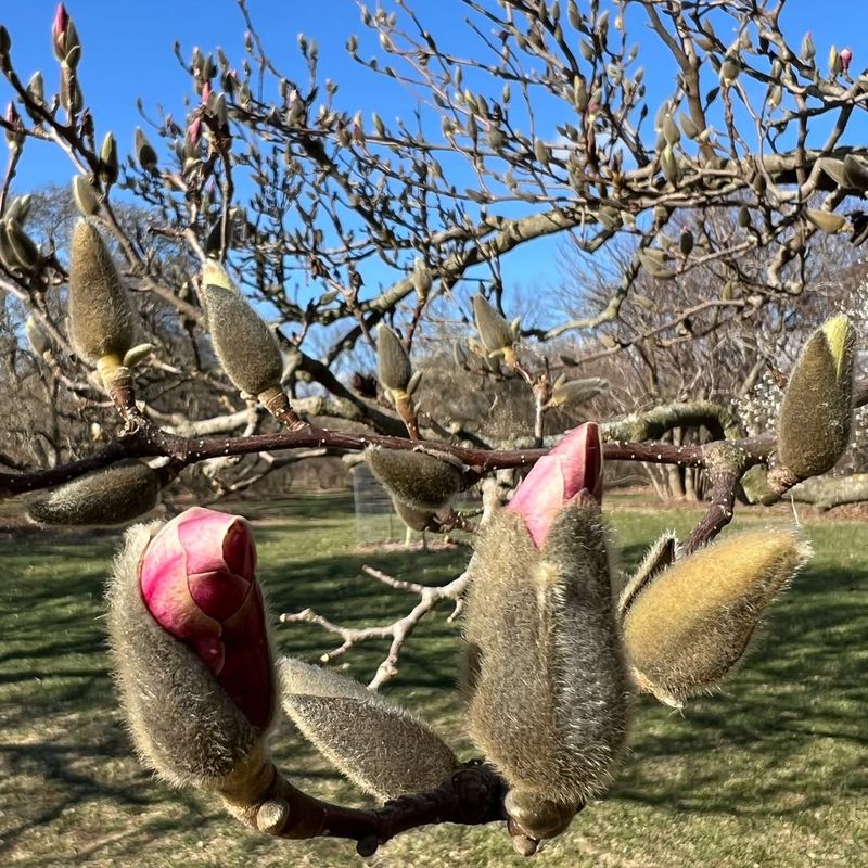No Bud Break Occurs By Early Spring