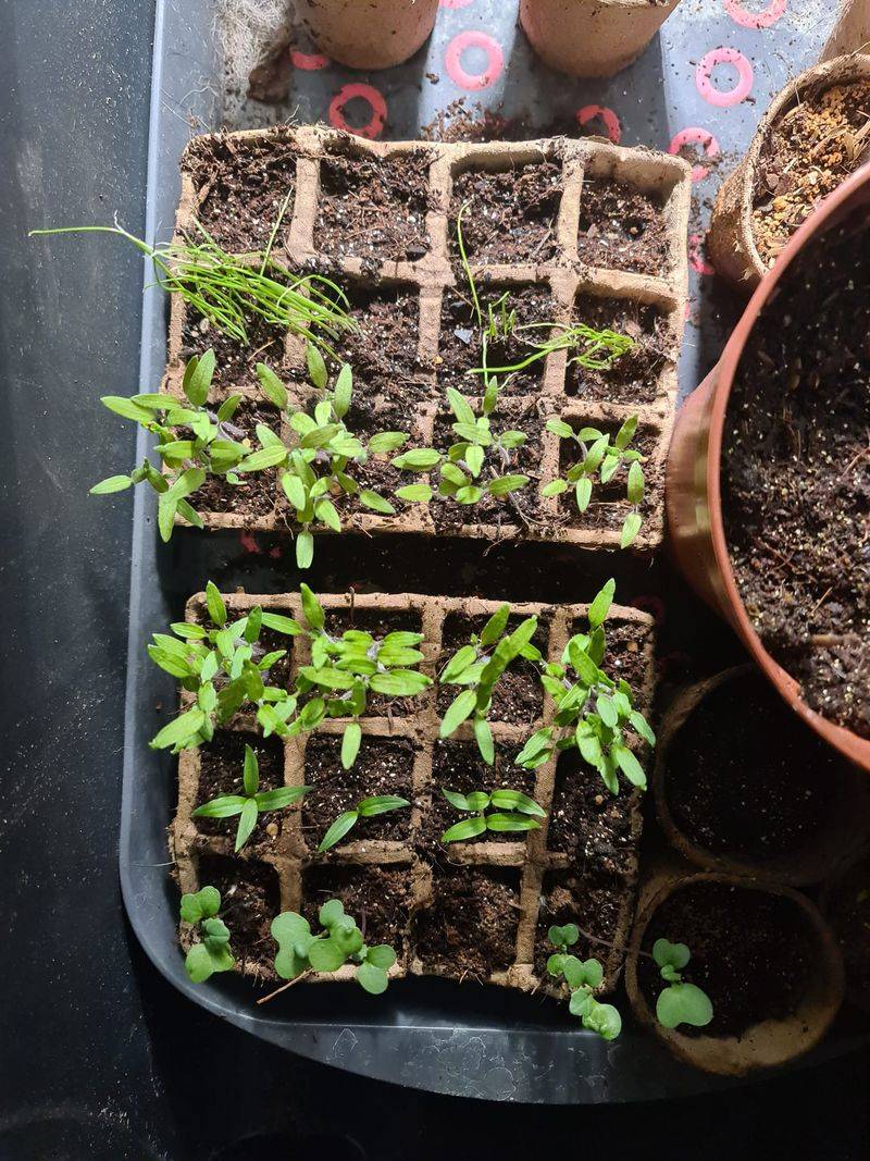 Temperature Swings Stress Young Plants – Keep Indoor Warmth Steady