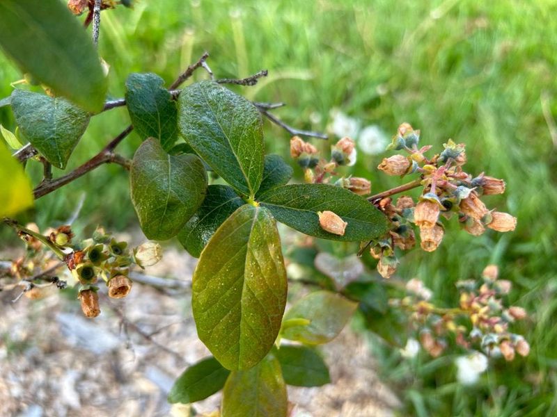 Buds Are Brown, Shriveled, Or Hollow