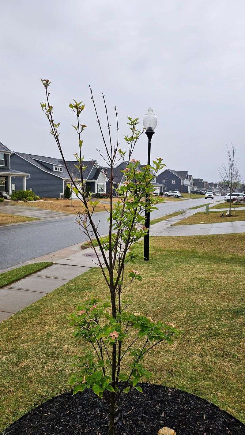 Dogwood Should Only Be Lightly Pruned Before Bloom