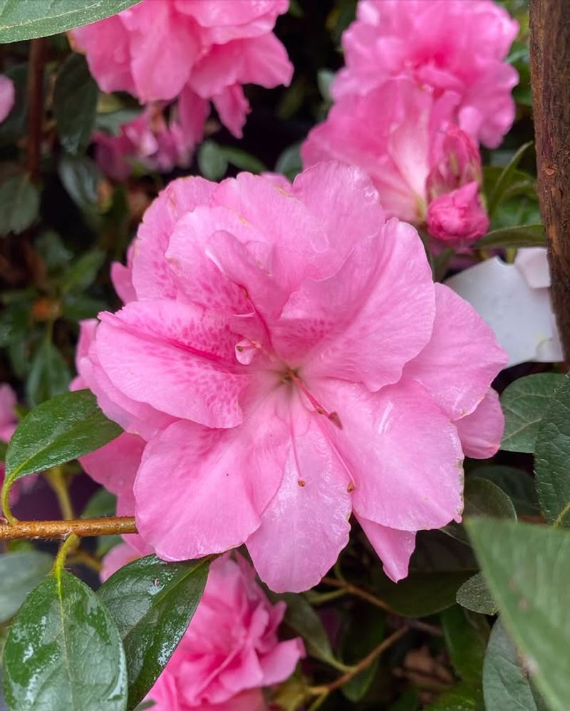 Encore Azaleas (Rhododendron × Hybrid)