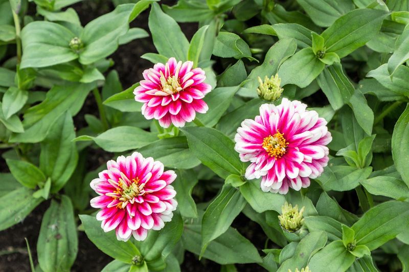 Zinnia