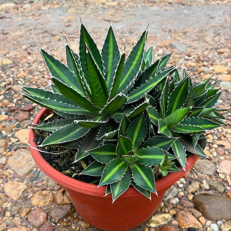 Agave (small container varieties)