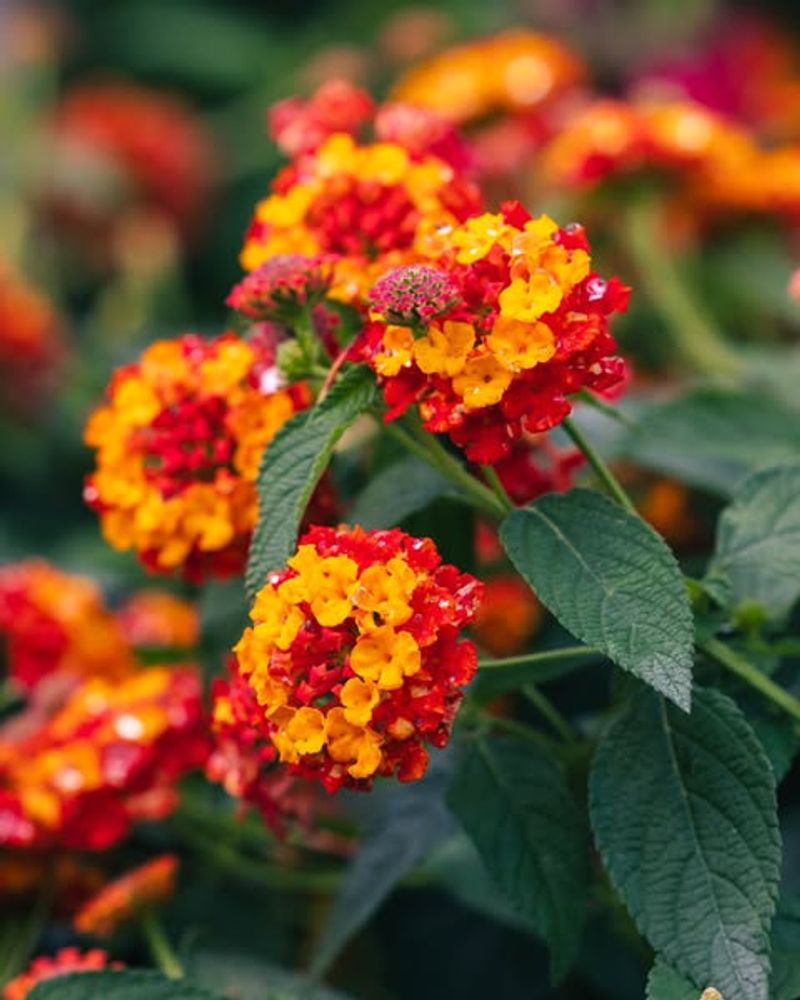 Lantana