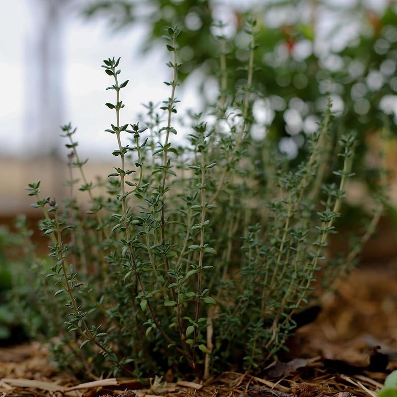 Thyme